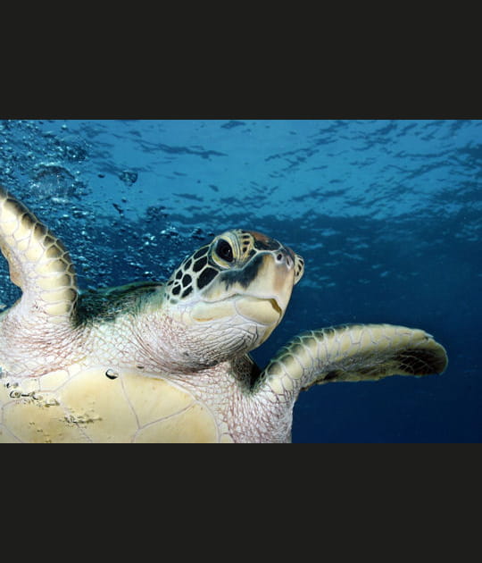 T&ecirc;te-&agrave;-t&ecirc;te avec une tortue