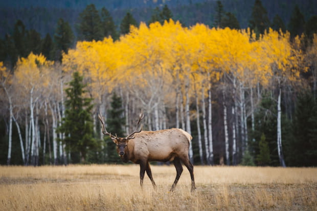 Le parc national Jasper, un sanctuaire de la nature