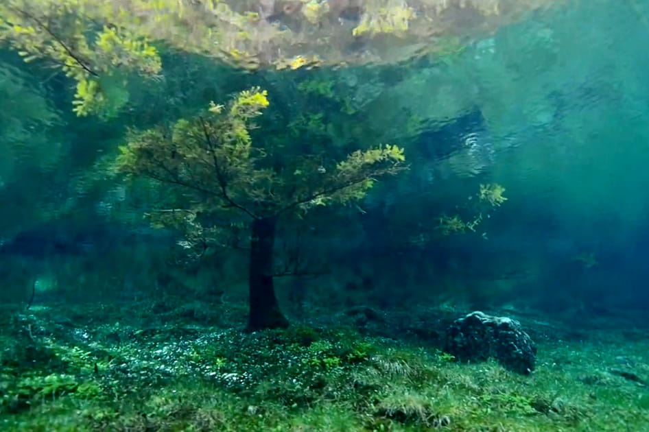 La for&ecirc;t submerg&eacute;e de Tragoss en Autriche