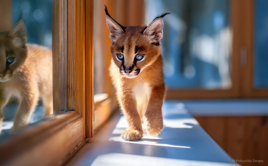 La beaut&eacute; du lynx