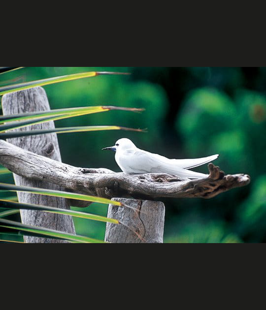 Tr&eacute;sors d'oiseaux