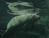 Un zoo à Paris : Le voyage du lamantin