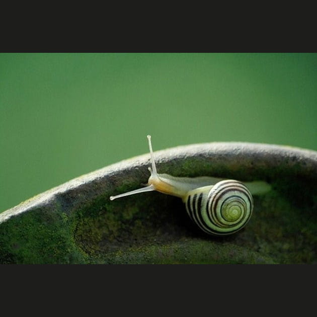 Op&eacute;ration escargot