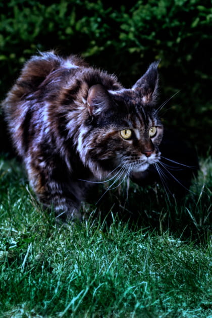 Les chats sont-ils plus excit&eacute;s les soirs de pleine lune&nbsp;?