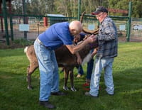 L'incroyable Dr Pol : Accident de renne
