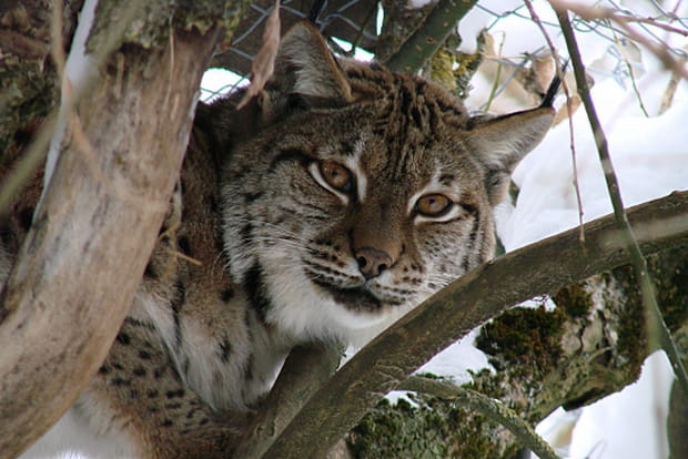 Œil de lynx dans les forêts d'Europe