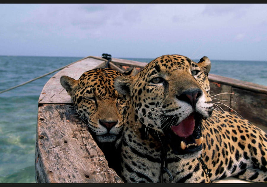 Face-&agrave;-face avec les jaguars