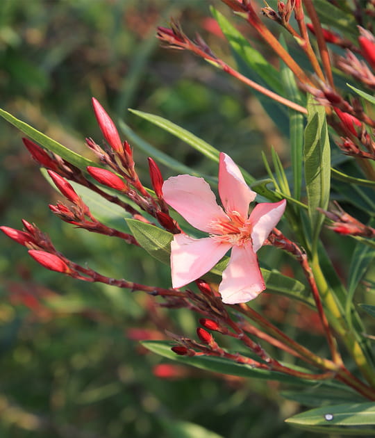 Le chancre du laurier rose