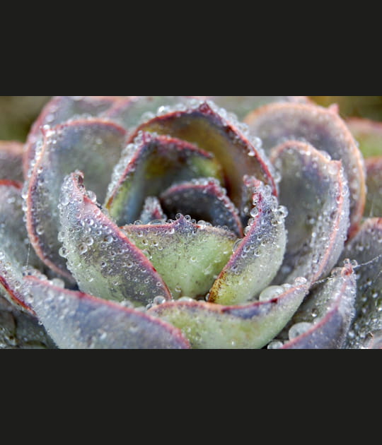 L'effet de la ros&eacute;e