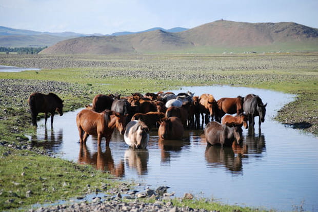 Troupeau de chevaux au repos