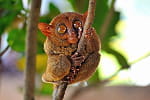 tarsier