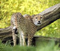 guepard