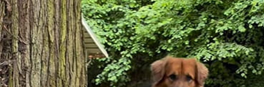 &quot;Le croisement parfait&quot;&nbsp;: un Golden Retriever et un Berger allemand ont eu des chiots, leur maitresse partage le r&eacute;sultat