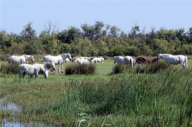 Des tondeuses à gazon écologiques