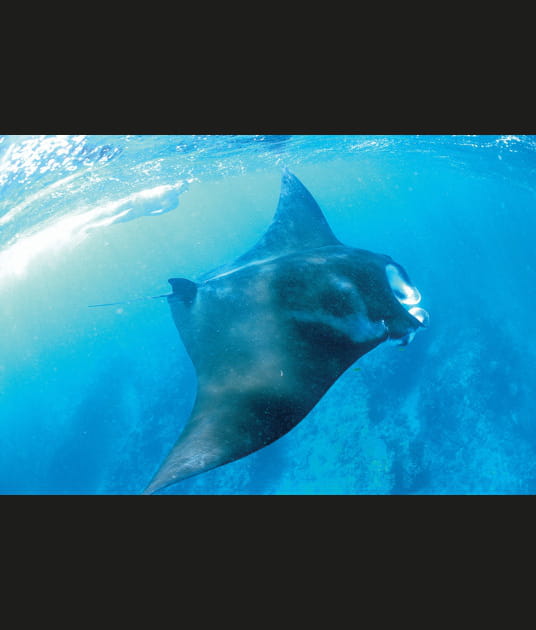 Les raies manta, h&ocirc;tes permanents