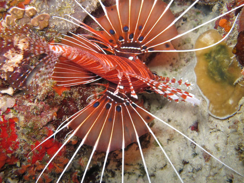 Pterois impressionnant