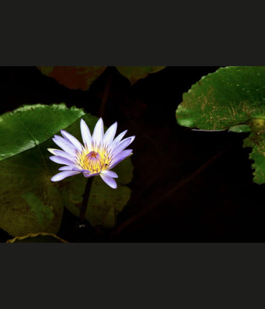 Fleur de n&eacute;nuphar