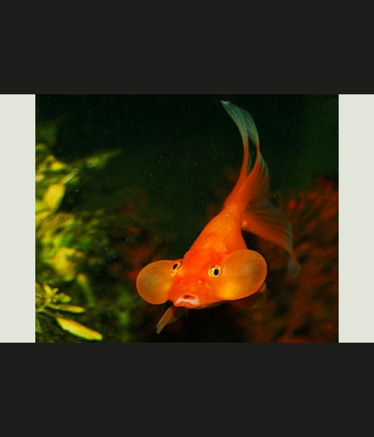 Poisson &eacute;tonn&eacute; &eacute;tonnant&nbsp;!