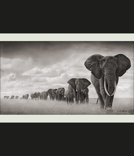 Groupe d'&eacute;l&eacute;phants dans les herbes s&egrave;ches