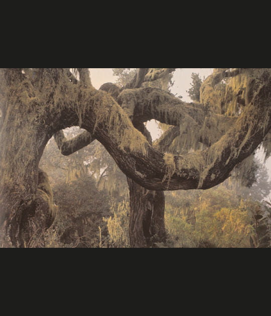 Les for&ecirc;ts de Ngongongare, Tanzanie