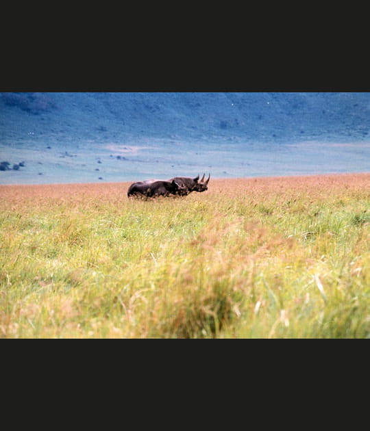 Paisibles rhinoc&eacute;ros
