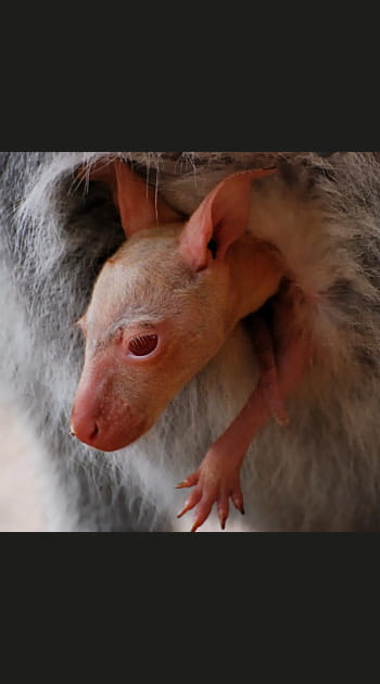 Apparition d'un b&eacute;b&eacute; wallaby
