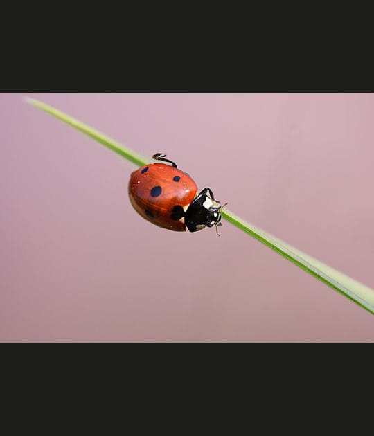 La souplesse de la coccinelle
