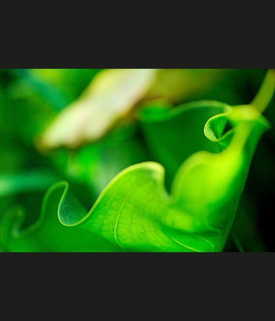 Nature verte