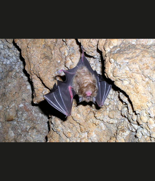 La chauve-souris