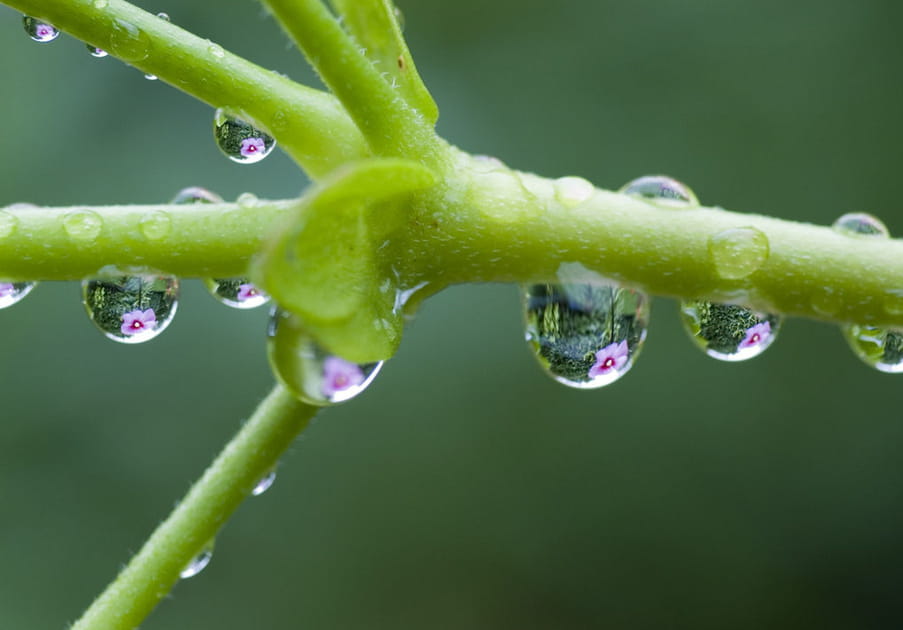 Gouttes de pluie