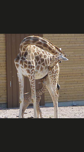 Un b&eacute;b&eacute; aux longues pattes
