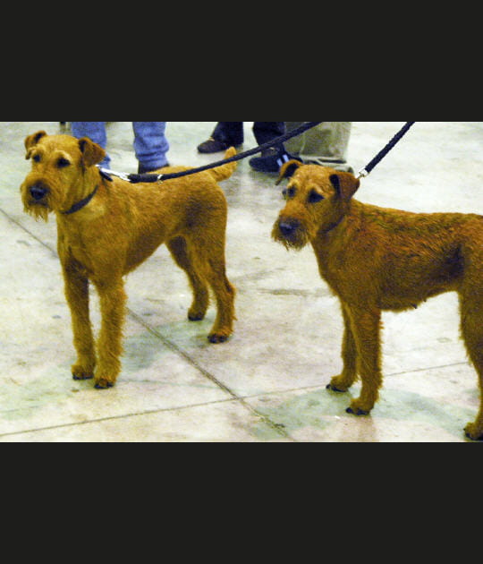 irish terrier