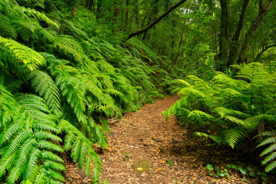 For&ecirc;t de los Tilos