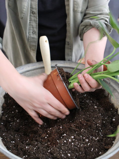 Sortir la plante du pot