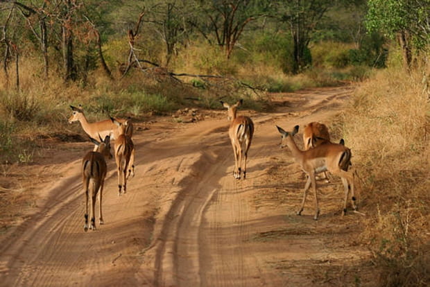 Des antilopes en nombre