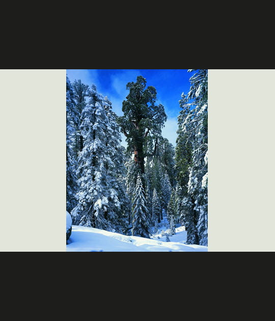 Le sequoia General Grant, Etats-Unis