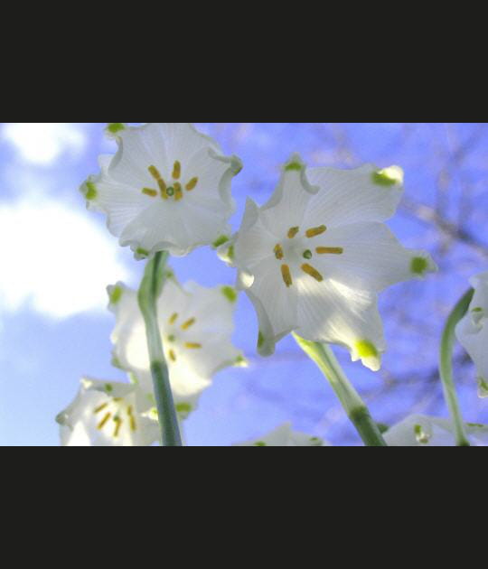 Fleurs en contre-plong&eacute;e