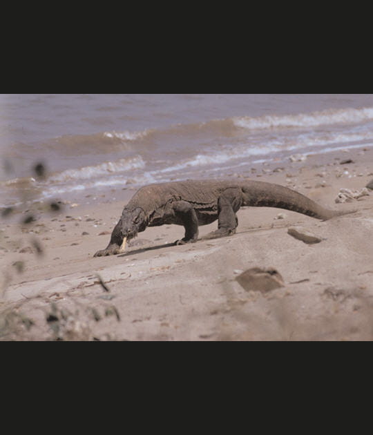 L'&icirc;le de Komodo, Indon&eacute;sie