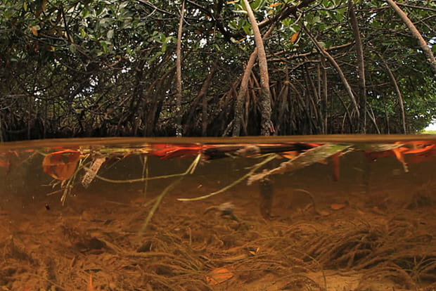 Les secrets des forêts de mangrove en péril