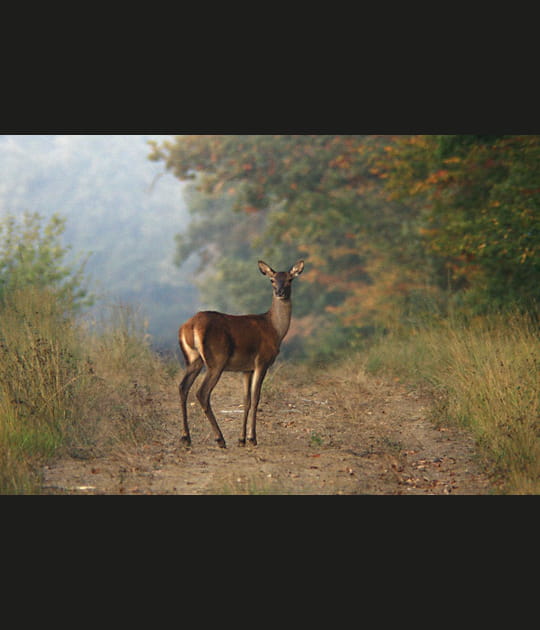 Au d&eacute;tour d'un chemin