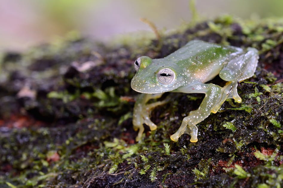 Les grenouilles de verre d&rsquo;Am&eacute;rique du Sud