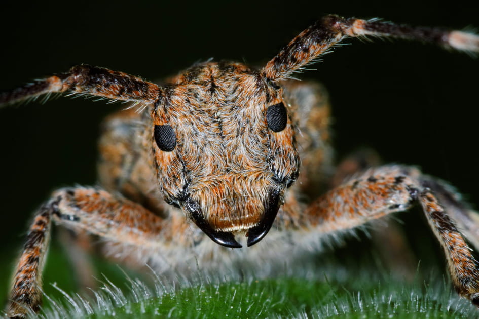Une saperde &agrave; &eacute;chelons &agrave; l'air pas commode
