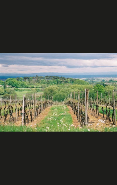 La route des vins d'Alsace