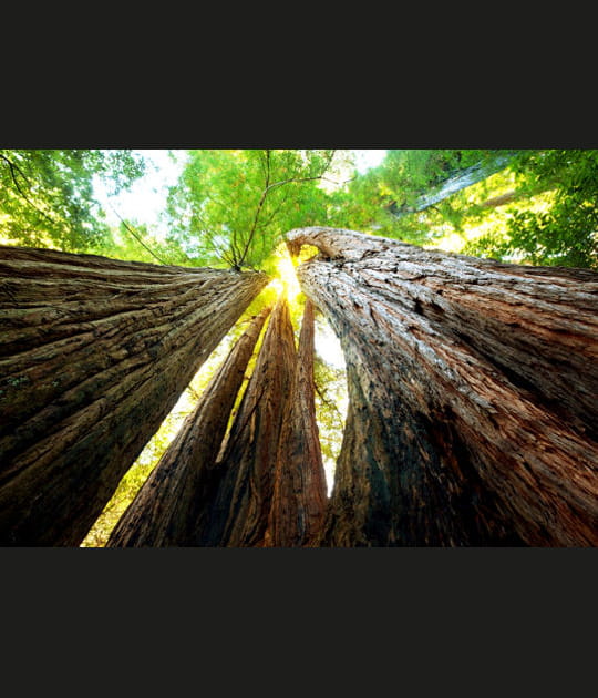 Sequoias du Parc national de Yosemite