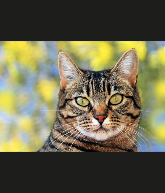 Portrait de chat