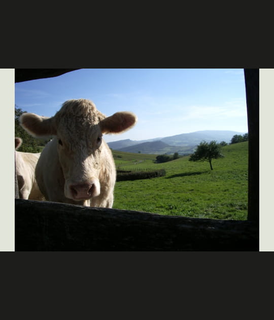 Vache encadr&eacute;e