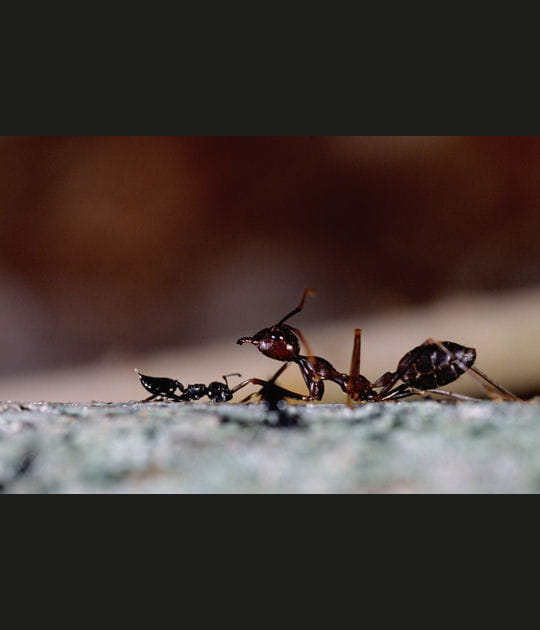 Un combat in&eacute;gal
