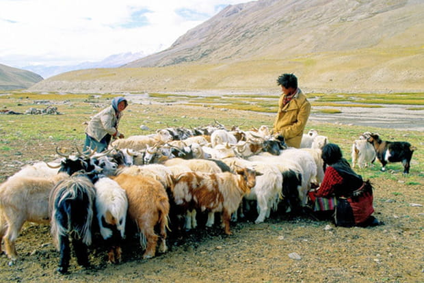 Les nomades Changepas