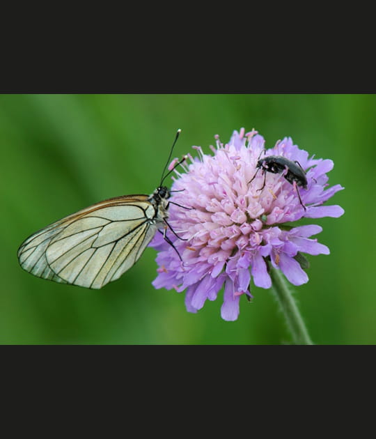 Duo d'insectes