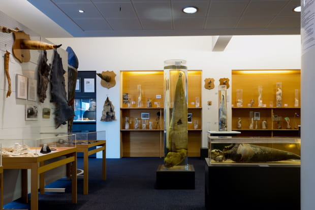 Le musée du phallus à Reykjavik